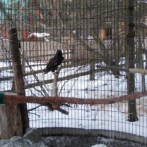 Red-tailed Hawk Exhibit