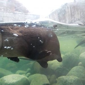 River Otter Exhibit Underwater View