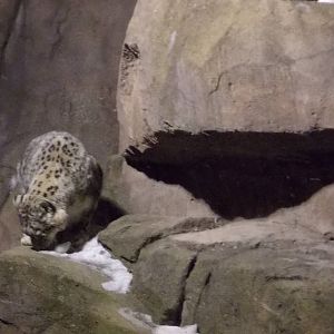 Snow Leopard at night