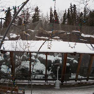 Snow Leopard Exhibit