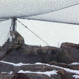 Snow Leopard watching Dall Sheep Exhibit