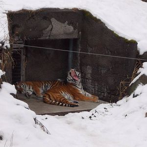 Amur Tiger Exhibit