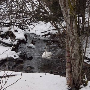 Trumpeter Swan Exhibit (with Mallards)