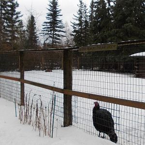 Sitka Black-tailed Deer and Domestic Turkey Exhibit