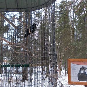 Common Raven Exhibit