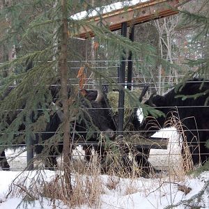 Tibetan Yak Exhibit
