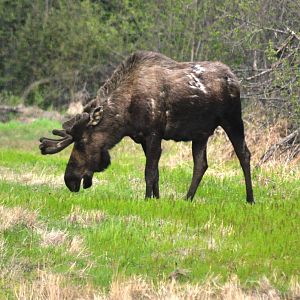 Bull Moose - Alaska (Six Mile Lake)