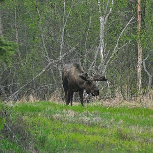 Bull Moose - Alaska (Six Mile Lake)
