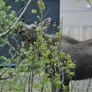 Young Bull Moose - Alaska (Anchorage)