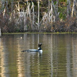 Common Loon - Alaska (Six Mile Lake)
