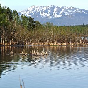 Common Loon - Alaska (Six Mile Lake)