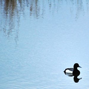 Greater Scaup (?) - Alaska (Potter Marsh)