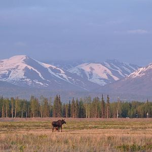 Moose cow and calf - Alaska (Ship Creek)