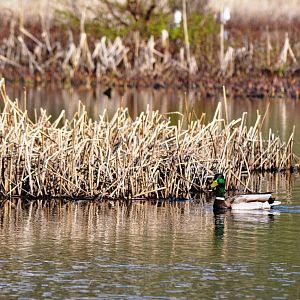 Mallard - Alaska (Potter Marsh)