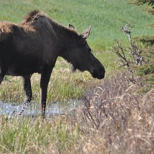 Moose - Alaska (Earthquake Park)