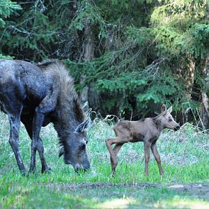 Moose cow and calf - Alaska (Kincaid Park)