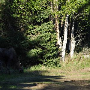 Moose cow and calf - Alaska (Kincaid Park)