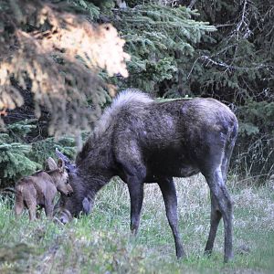Moose cow and calf - Alaska (Kincaid Park)