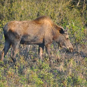 Moose - Alaska (Jewel Lake)