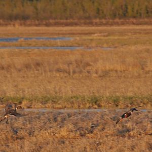 Northern Pintail and Northern Shoveler - Alaska (Potter Marsh)