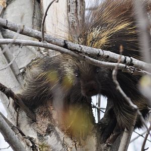 North American Porcupine - Alaska (Six Mile Lake)