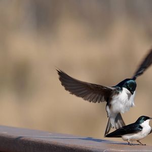 Tree Swallows (?) - Alaska (Potter Marsh)
