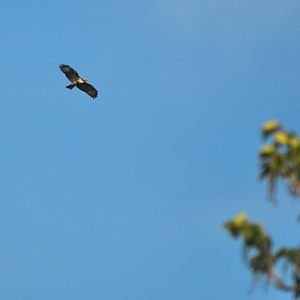 Red-tailed Hawk (?) - Alaska (Six Mile Lake)