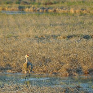 Sandhill Crane - Alaska (Potter Marsh)