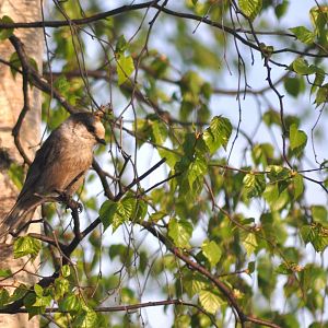 Grey Jay (aka Whiskey Jack) - Alaska (Six Mile Lake)