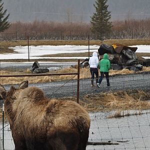 Moose and Zoo Guests