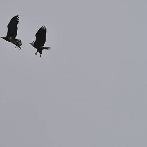 Wild Bald Eagles (scavenging from the Brown Bear Exhibit)