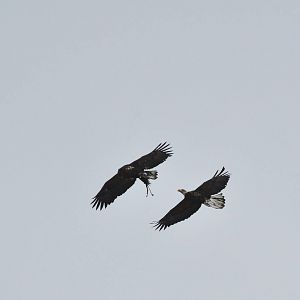 Bald Eagles (wild)