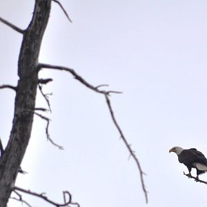 Bald Eagle (wild) overlooking Brown Bear Exhibit
