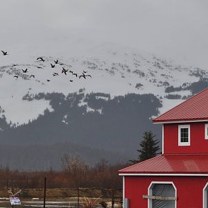 Canada Geese passing through the AWCC