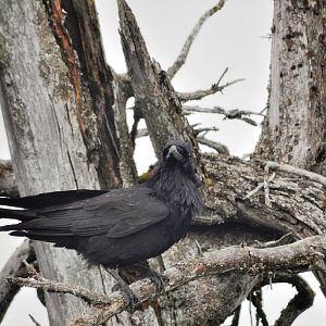 Common Raven (wild) overlooking Brown Bear Exhibit