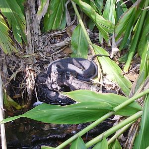 Banded Water Snake - Main Pond