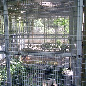 Guam Rail enclosures