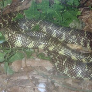 Florida Kingsnake - Herpetarium