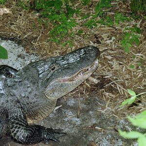 American Alligator