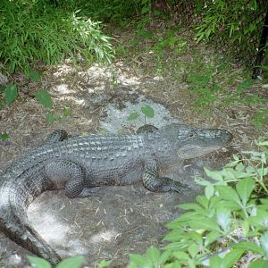 American Alligator