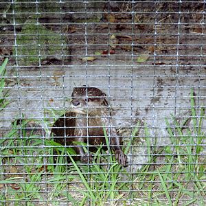 Asian Small-clawed Otter
