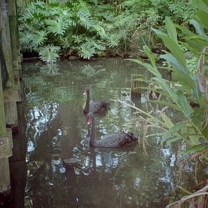 Black Swans - Main Pond