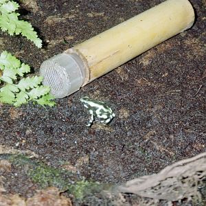 Green and Black Poison Dart Frog