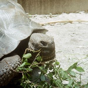 Galapagos Tortoise