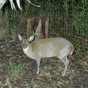 Reeve's Muntjac - Main Pond