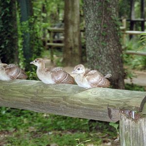 Peachicks