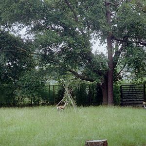 Springbok and Crowned Crane