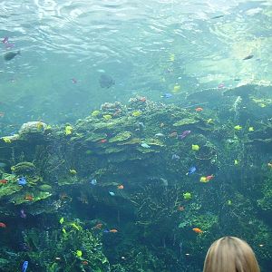 South Pacific Reef - Tropical Diver