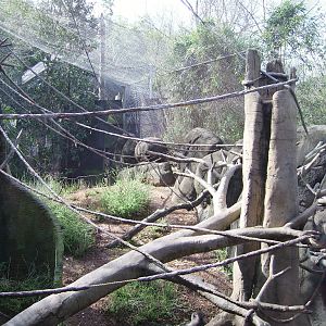 Drill Enclosure - African Rain Forest