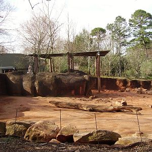 African Elephant Exhibit - Masai Mara